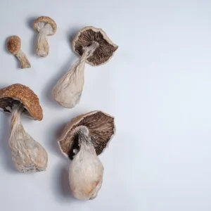 buy dried golden teacher mushroom online