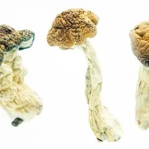 buy dried penis envy mushroom online